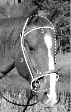 LightRider Bridle Sizing Information